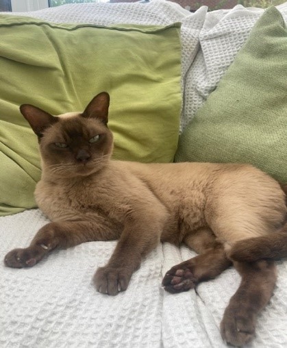 Diane Massey's cat